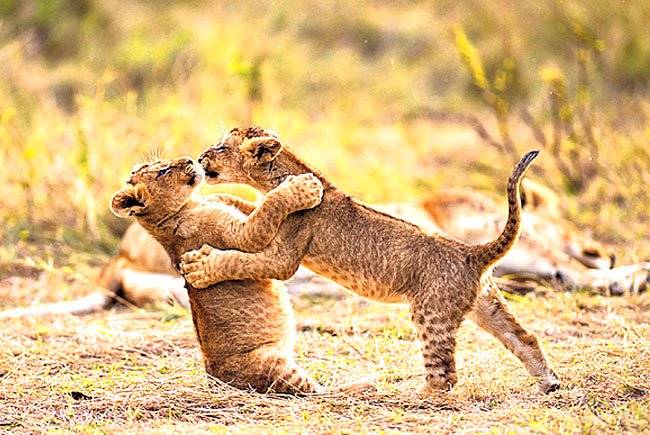 Câu Chuyện Sinh Tồn Câu Chuyện Sinh Tồn