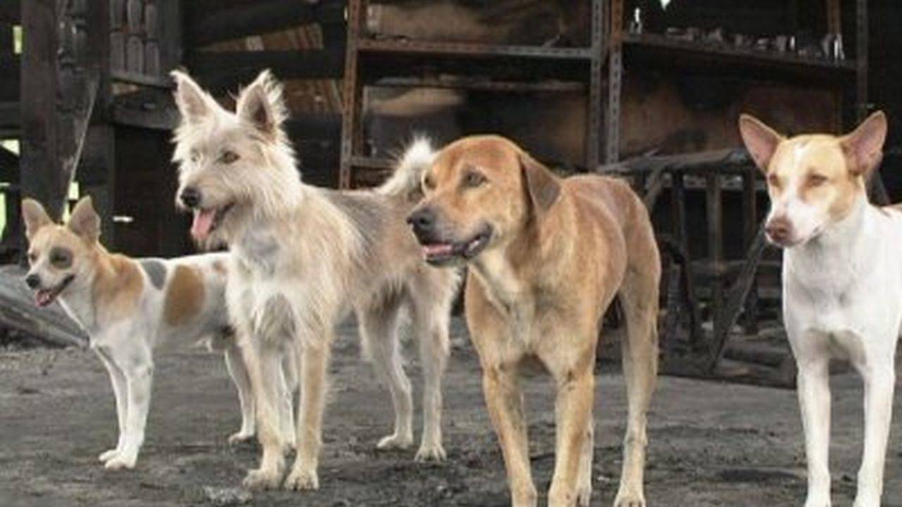 Những Chú Chó Bất Hạnh Những Chú Chó Bất Hạnh