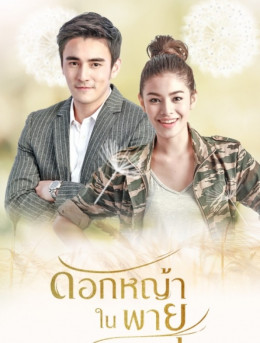 Hoa Cỏ Lau Trong Bão